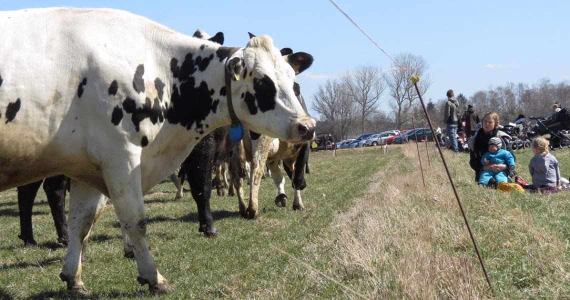 Hvad tid bliver køerne lukket på græs?